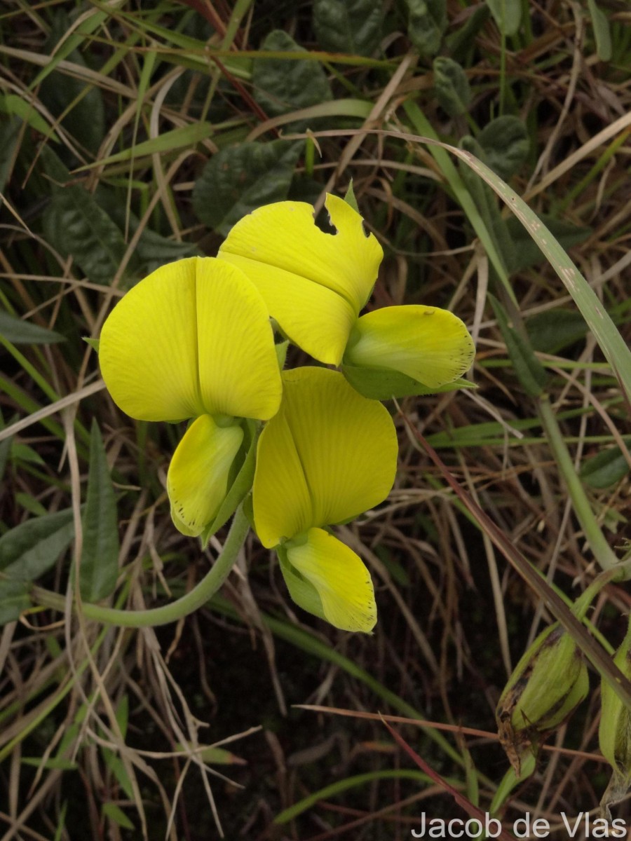 Crotalaria multiflora Benth.